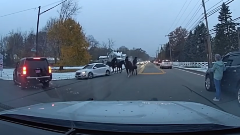Ohio officers respond after 4 horses stage ‘street takeover’