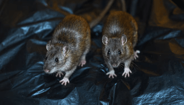 Leptospirosis related deaths increase to 7