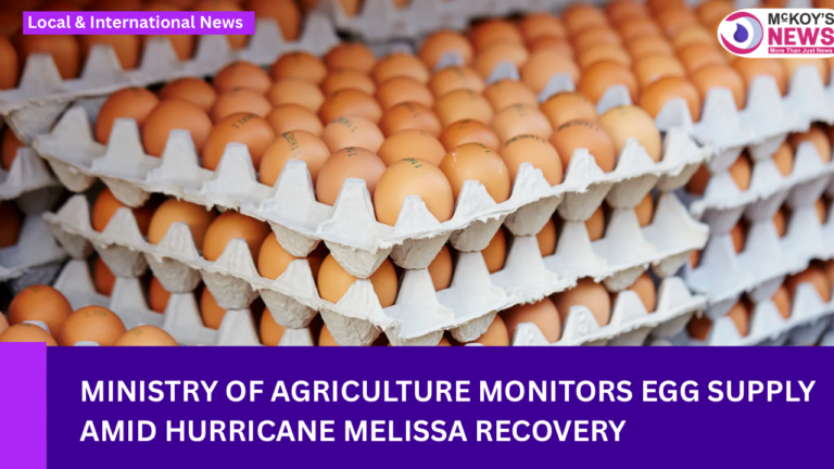 Ministry of Agriculture Monitors Egg Supply Amid Hurricane Melissa Recovery